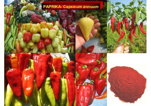 Plodovito povrće - PAPRIKA