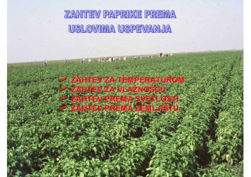 Plodovito povrće - PAPRIKA