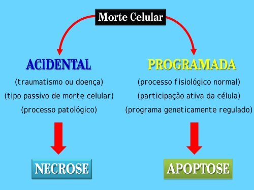 Anestesia Geral: Inalatória pura; Venosa total ou ... - EMV-FMB