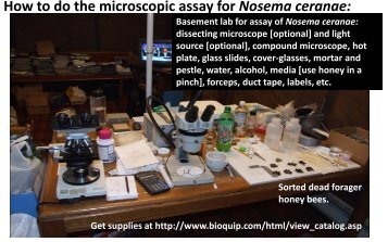 How to do the microscopic assay for Nosema ceranae: