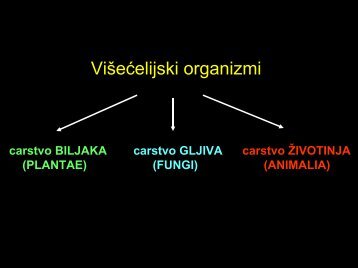 Phylum: Spongia (Porifera)