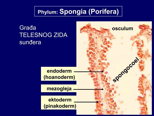 Phylum: Spongia (Porifera)