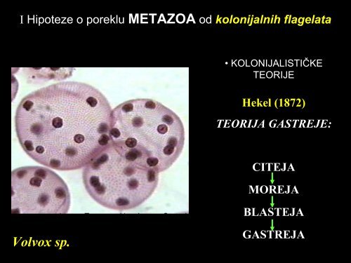Phylum: Spongia (Porifera)