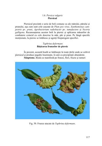 1.6. Persica vulgaris Piersicul Piersicul prezintă o serie de boli ...