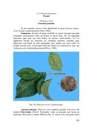 1.4. Prunus domestica Prunul Plum pox virus Vărsatul prunului În ...