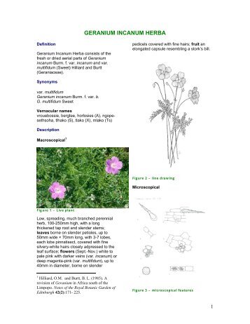 GERANIUM INCANUM HERBA - PlantZAfrica