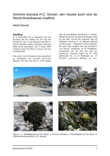 Grimmia texicana H.C. Greven, een nieuwe soort voor de Noord ...