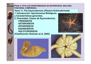 to get the file - OCW - Universidad de Murcia