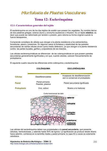 Tema 12. Esclerénquima: definición, origen y función.