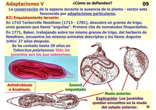 Teórica 10 - Nematodes - Departamento de Biodiversidad y Biología ...