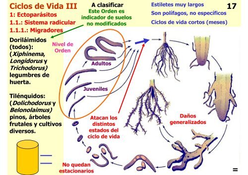 Teórica 10 - Nematodes - Departamento de Biodiversidad y Biología ...