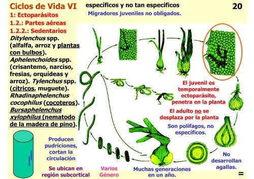 Teórica 10 - Nematodes - Departamento de Biodiversidad y Biología ...