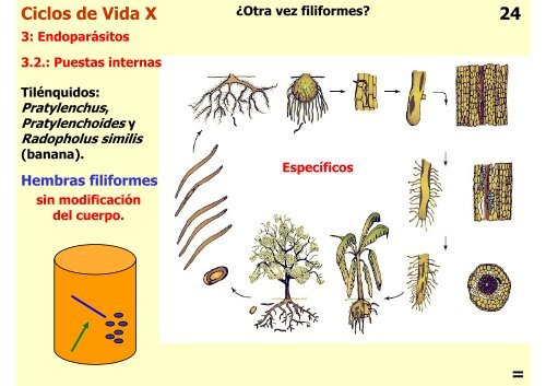 Teórica 10 - Nematodes - Departamento de Biodiversidad y Biología ...