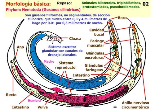 Teórica 10 - Nematodes - Departamento de Biodiversidad y Biología ...