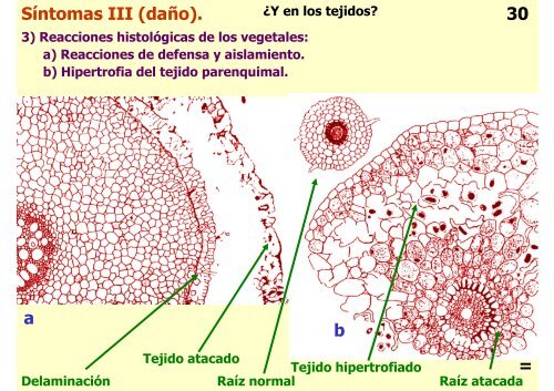 Teórica 10 - Nematodes - Departamento de Biodiversidad y Biología ...