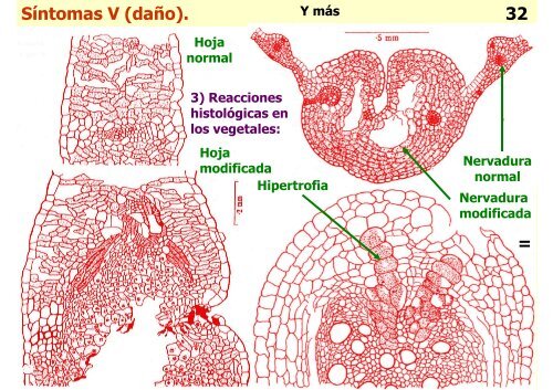 Teórica 10 - Nematodes - Departamento de Biodiversidad y Biología ...