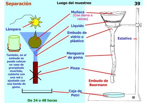 Teórica 10 - Nematodes - Departamento de Biodiversidad y Biología ...