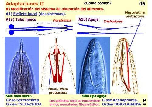 Teórica 10 - Nematodes - Departamento de Biodiversidad y Biología ...