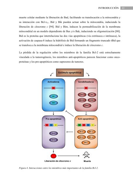 Evaluación de nuevos compuestos como potenciales - Acceda ...