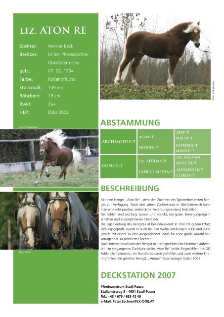 stecher ii - Pferdezucht-Austria