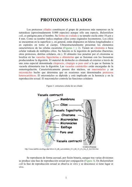 PROTOZOOS CILIADOS