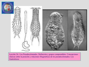 Leccion 24b Gastrotricos