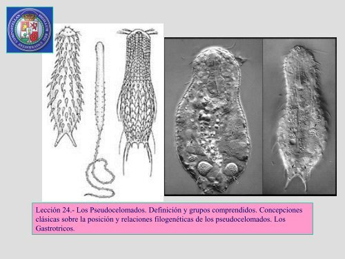 Leccion 24b Gastrotricos