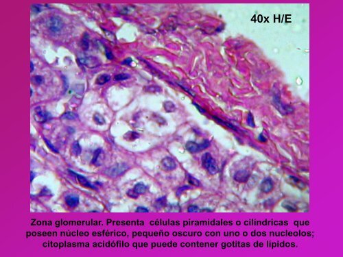 material iconográfico - Facultad de Medicina - Universidad Nacional ...