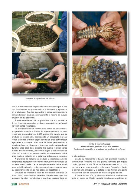 Fauna de Castilla-La Mancha - Ilustre Colegio Oficial de Ingenieros ...