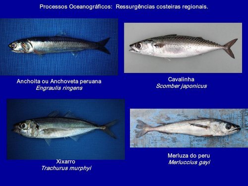 Processos Oceanográficos: Fenômenos em meso escala 1 ...