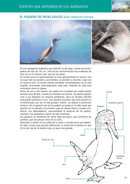 Galapagos marine and coastal environments (Spanish) ( 6.75 Mb)