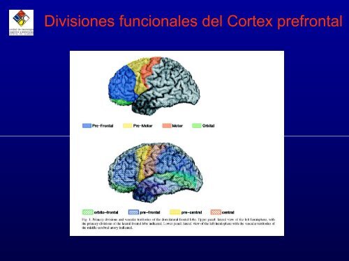 Evaluación del Cortex prefrontal