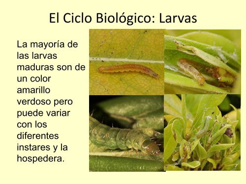 El Monitoreo y Manejo de los Enrolladores de la Hoja - unifrut