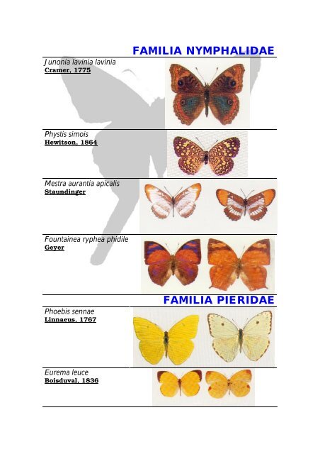 Mariposas Reserva Natural Loro Hablador