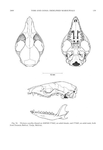 phylogenetic relationships and classification of didelphid marsupials ...