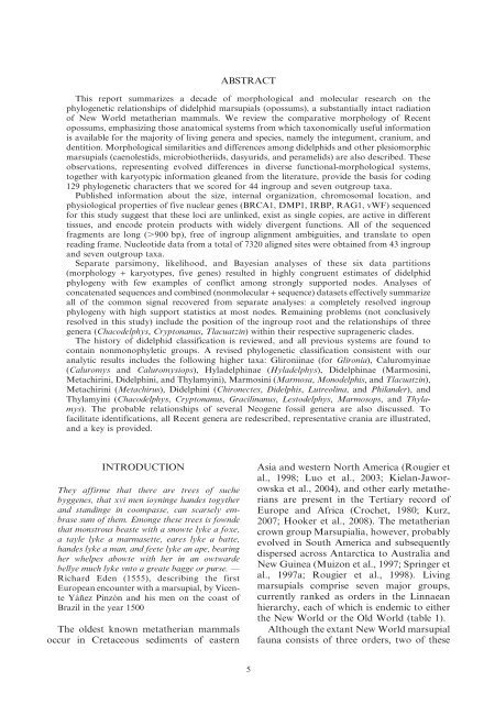 phylogenetic relationships and classification of didelphid marsupials ...