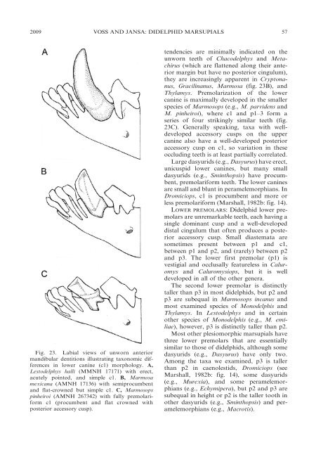 phylogenetic relationships and classification of didelphid marsupials ...