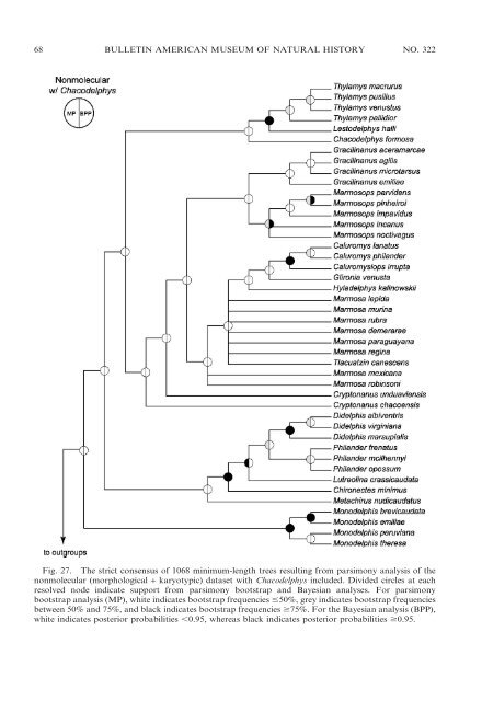 phylogenetic relationships and classification of didelphid marsupials ...