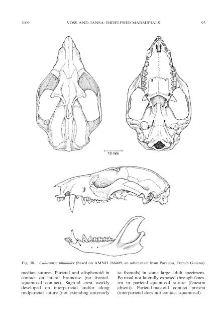 phylogenetic relationships and classification of didelphid marsupials ...