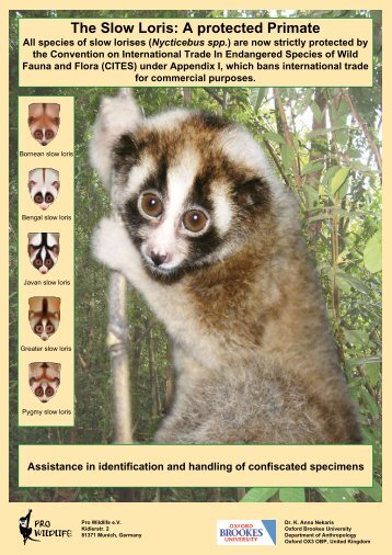 The Slow Loris: A protected Primate - International Animal Rescue