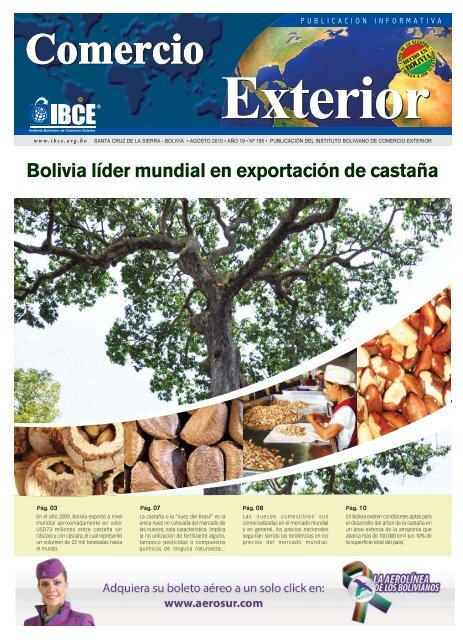 Bolivia lider mundial en exportación de castaña - IBCE