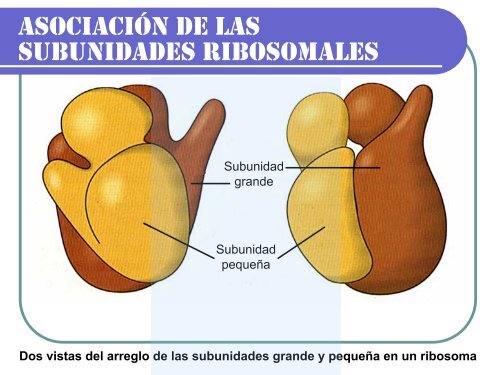 CELULAS PROCARIONTES