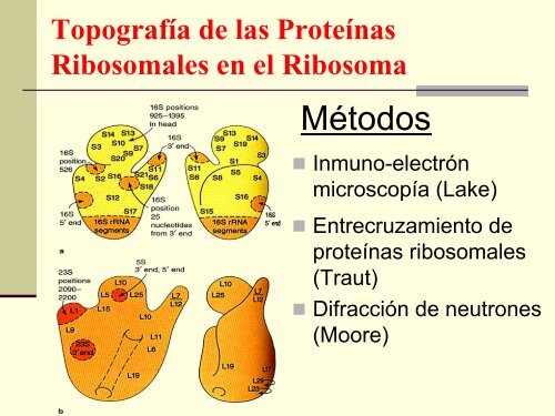 CELULAS PROCARIONTES