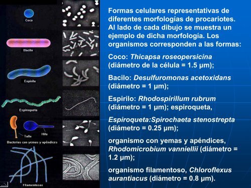 CELULAS PROCARIONTES