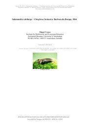 Salamandra rabilarga - Enciclopedia Virtual de los Vertebrados ...