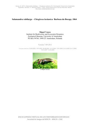 Salamandra rabilarga - Enciclopedia Virtual de los Vertebrados ...