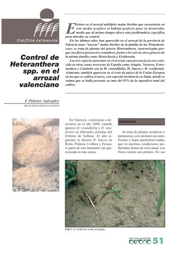 Control de Heteranthera spp. en el arrozal valenciano - IVIA