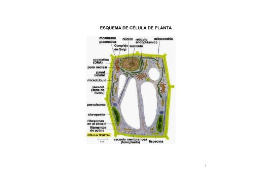 ESQUEMA DE CÉLULA DE PLANTA