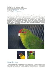 Kakariki de frente roja - Aviario IndaloCan