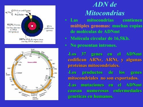 composición química de la cromatina